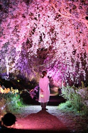 しだれ桜が広がる「さくら祭り」が3月25日スタート！色彩豊かな３つの花イベントでしあわせをお届け♪
