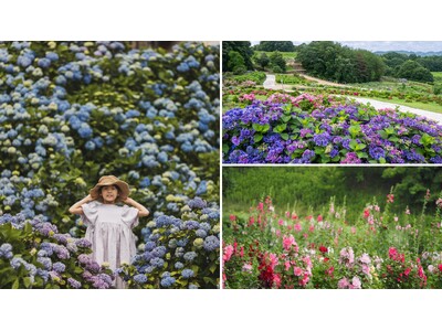【広島／世羅】あじさいが見ごろを迎えました　Flower village 花夢の里《あじさいとタチアオイの丘》