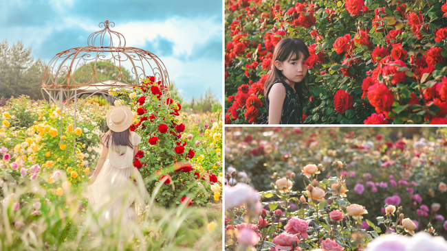 【広島／世羅】開始日を延期し、5月16日から開園　ローズ＆フラワーガーデン　《そらの花畑　世羅高原花の森》
