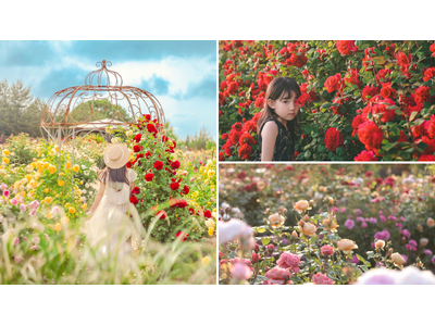 【広島/世羅】開始日を延期し、5月16日から開園 ローズ&フラワーガーデン 《そらの花畑 世羅高原花の森》