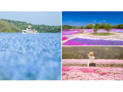 【広島／世羅】芝桜が見ごろを迎えています　芝桜とネモフィラの丘《Flower village 花夢の里》