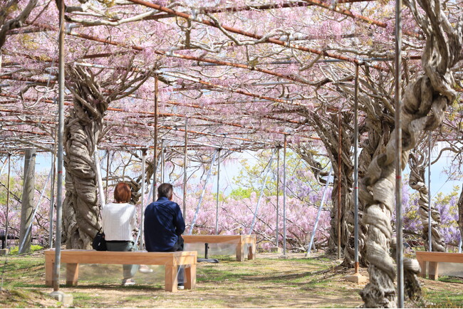 【広島／世羅】ふじが見ごろを迎えています　ふじとルピナスまつり《せらふじ園》