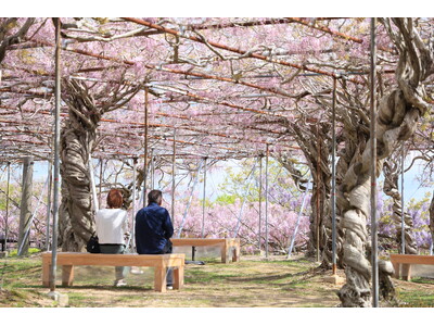 【広島／世羅】ふじが見ごろを迎えています　ふじとルピナスまつり《せらふじ園》
