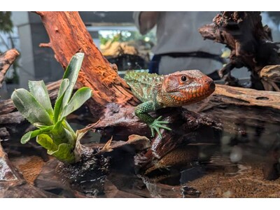 都市型水族館『AOAO SAPPORO』、7種の「トカゲ」が新登場！夏休みの水族館は、赤と緑の“トカゲと...