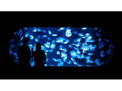 “恋人の聖地*1”の水族館AOAO SAPPOROで、新たな出会い!最新技術を活かした 2 種類の街コン...