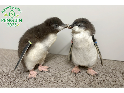 AOAO SAPPORO生まれ「キタイワトビペンギン」の雛の愛称を募集します