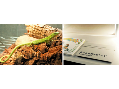 北海道の動物園・水族館で初の常設展示「樹の上が好きなトカゲ」の展示スタート