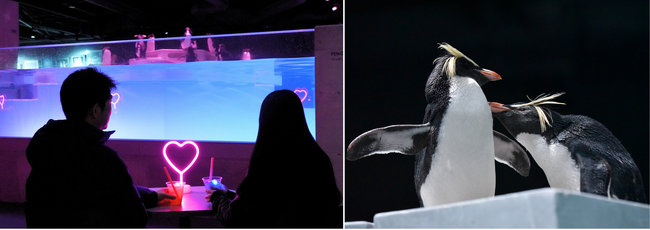 ペンギンたちが愛を伝え合う、ハートがあふれる「冬の、愛のすいぞくかん」はいよいよハイライト！バレンタイン・ホワイトデーにぴったりな特別チケット「スイートペアチケット」が新登場
