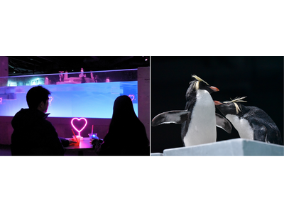 ペンギンたちが愛を伝え合う、ハートがあふれる「冬の、愛のすいぞくかん」はいよいよハイライト！バレンタイン・ホワイトデーにぴったりな特別チケット「スイートペアチケット」が新登場