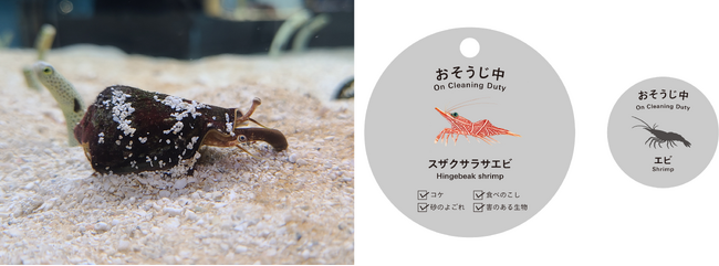 砂のよごれやコケなどを食べ水槽を掃除する12種類の生物を当番制で紹介　新展示「おそうじスタッフの当番札」をスタート
