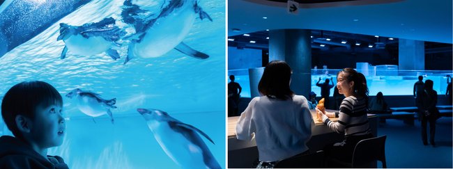水族館に1年間通い放題、まちのなかでペンギンたちと毎日会える！北海道民限定の年間パスポート「どうみんすいぞくかんクラブ」をスタート