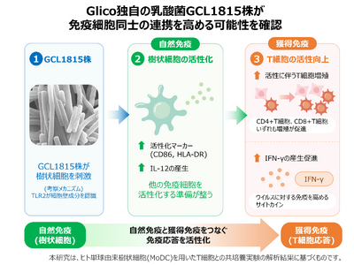 Glico�Ǝ��̓��_��GCL1815�����Ɖu�זE���m�̘A�g�����߂�\�����m�F