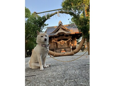看板犬シロちゃんもお出迎え　八女茶の枝で作る『茶の輪くぐり』が福岡・八女で始まる