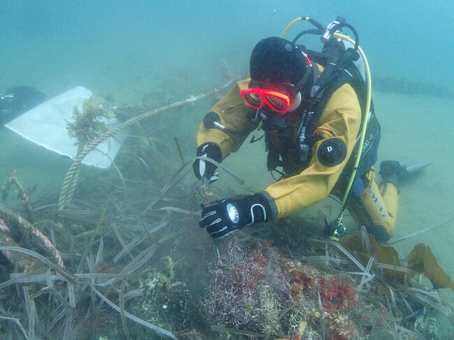 世界自然遺産・知床のまち北海道羅臼町にて、豊かな海を守るためのクリーンアップダイブの参加者を募集しています