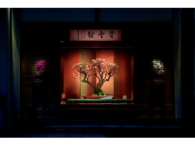 新春の風物詩・日本最大級の梅の盆栽展「第75回長浜盆梅展」 開催