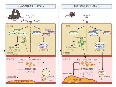 【慶應義塾】社会的孤独が動脈硬化を促進する仕組みを解明