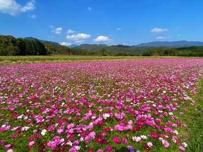 【宮崎県国富町】町花コスモスで花いっぱいのまちづくり