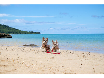 愛犬と一緒に飛行機に乗って沖縄へ！『ワンダホーフライト』ツアー来年3月に決定。