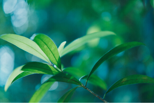 プレスリリース「和歌山県南紀白浜「くろしお想」 で、和歌山を自然を切り取った写真展示を開催」のイメージ画像