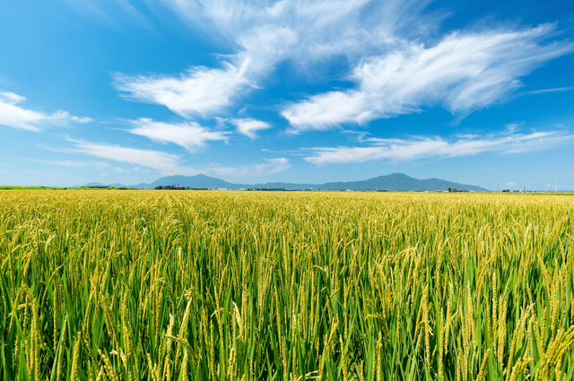 節水型乾田直播をはじめとする水稲栽培技術の共同研究パートナー農家を全国で募集開始