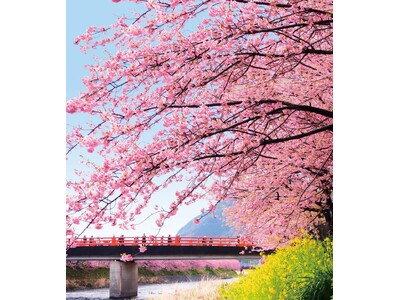 “また行こうね。サクラサク 伊豆・河津へ”「河津桜まつり」 への日帰りバスツアー