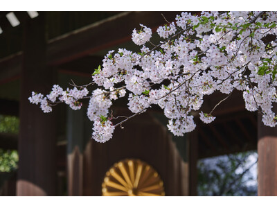 【桜咲く靖國神社】お花見は東京・九段の靖國神社へ。