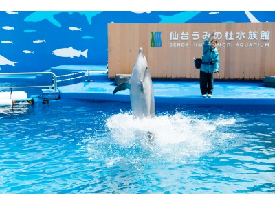 【仙台うみの杜水族館】館内はじめ、涼しいプログラムがたくさん！仙台うみの杜水族館の夏休みイベント好評開催中Dolphin Splash！ドルフィンスプラッシュ【２０１８年８月２６日（日）まで】