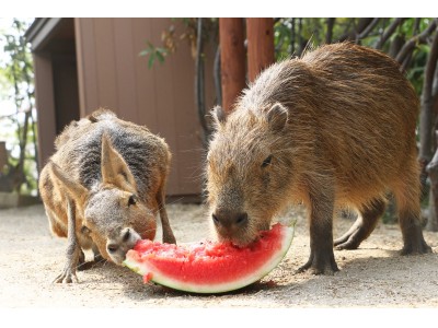 横浜 八景島シーパラダイス 横浜 八景島シーパラダイス動物たちに涼をお届け 動物たちにスイカとかき氷のプレゼント ８月１０日 金 １１日 土 祝 １８日 土 ２５日 土 ４日間限定 企業リリース 日刊工業新聞 電子版