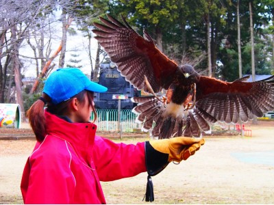 【羽村市動物公園】開園４０周年記念イベント開催！！【２０１８年１０月２日（火）～１０月３１日（水）】