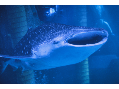 【横浜・八景島シーパラダイス】世界最大の魚類、大水槽へ「ジンベエザメ」展示開始！【２０１８年１０月４日（木）より公開】