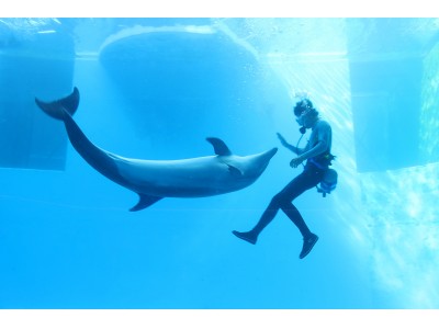 【上越市立水族博物館 うみがたり】バンドウイルカが魅せる特別プログラム！冬季限定 水中ドルフィンパフォーマンス「ART OF DOLPHIN」【１１月１日（木）～２０１９年２月２８日（木）開催】