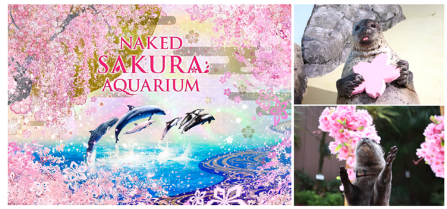 【マクセル アクアパーク品川】満開の桜アートに魅せられる、海の世界のお花見へ「ＮＡＫＥＤ ＳＡＫＵＲＡ ＡＱＵＡＲＩＵＭ」２０２３年３月４日（土）～４月２３日（日）