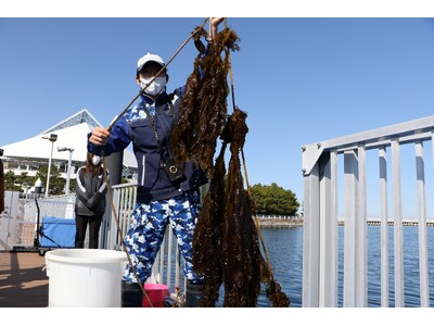 【横浜・八景島シーパラダイス】“わかめ”にふれる！たべる！まなぶ！『春のわかめフェス』【２０２４年３月１...