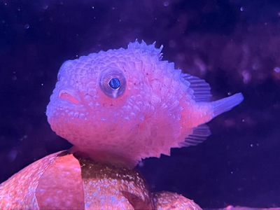 【上越市立水族博物館 うみがたり】特別展「まるっとぴたっとダンゴウオ」開催！【令和７年１月１７日（金）～４月１３日（日）】