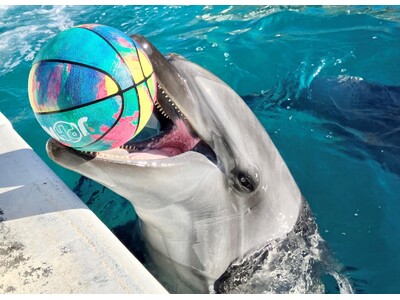 【横浜・八景島シーパラダイス】昨夏誕生したバンドウイルカの愛称をお母さんイルカが発表！『バンドウイルカ赤ちゃん 愛称発表会』