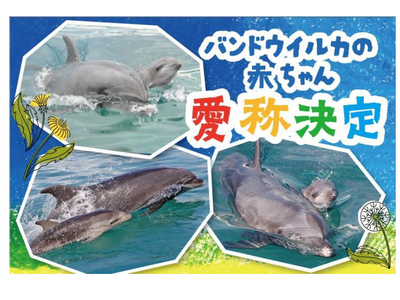 【横浜・八景島シーパラダイス】昨夏誕生した３頭のバンドウイルカ 赤ちゃんの愛称が決定！【バンドウイルカ赤ちゃん愛称決定】