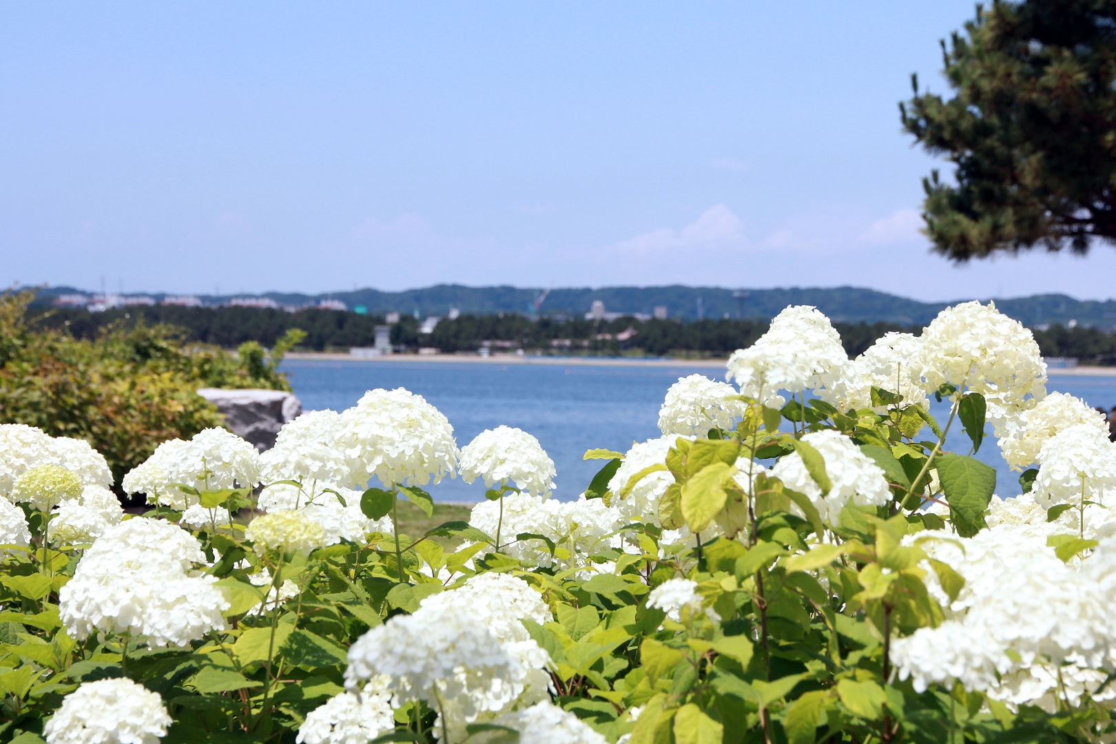【横浜・八景島シーパラダイス】県内最大級、２万株のあじさいが咲き誇る！『第２５回 八景島あじさい祭』【２０２５年６月７日（土）～２９日（日）】