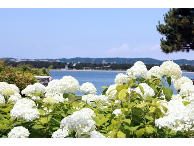 【横浜・八景島シーパラダイス】県内最大級、２万株のあじさいが咲き誇る！『第２５回 八景島あじさい祭』【２０２５年６月７日（土）～２９日（日）】