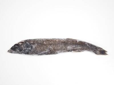 【上越市立水族博物館 うみがたり】「唯一無二」の標本展示!?大の里関 横綱昇進お祝い展示
