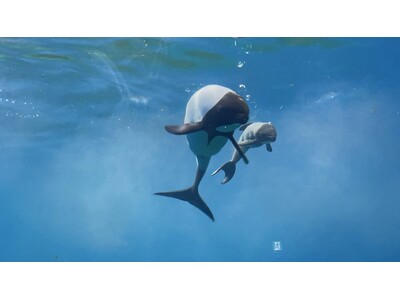 【仙台うみの杜水族館】親子が寄り添って、元気に遊泳中『イロワケイルカの赤ちゃん誕生!!』【2025年6月...