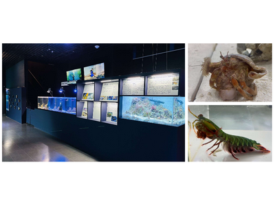 【マクセル アクアパーク品川】都市型水族館で学ぶ、【SDGs１４：海の豊かさを守ろう】『サステナウィーク』【２０２５年９月２０日（土）～２８日（日）】
