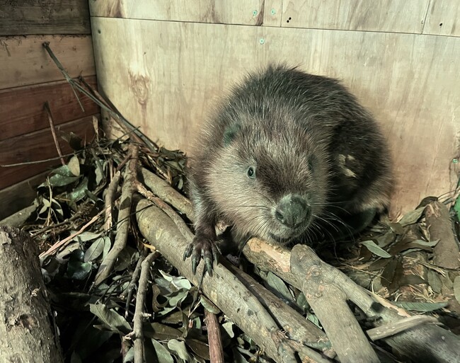 【横浜・八景島シーパラダイス】シーパラ初！神奈川県内唯一の展示！アメリカビーバー 仲間入り！【２０２５年１０月１１日（土）～】