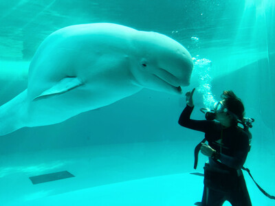 【横浜・八景島シーパラダイス】今しか見ることができない期間限定のパフォーマンスを開催！『シロイルカの水中...