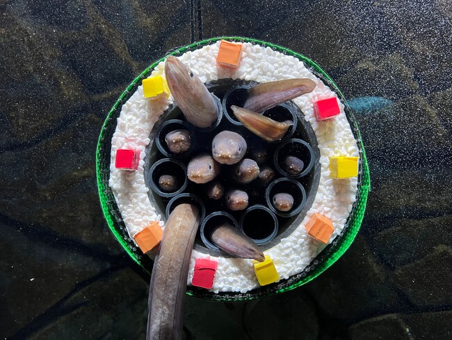 【上越市立水族博物館 うみがたり】ぎゅーっとくっつくアナゴの習性を活かした『アナゴの恵方巻水槽』【２０２６年１月２０日（火）～２月３日（火）】