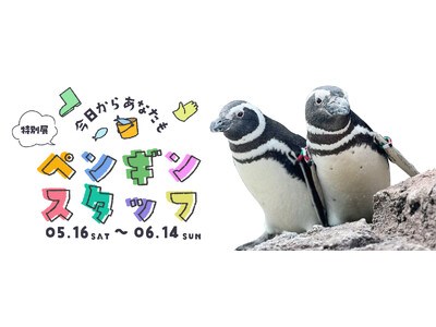【上越市立水族博物館 うみがたり】特別展「今日からあなたもペンギンスタッフ」【２０２６年５月１６日（土）～６月１４日（日）】