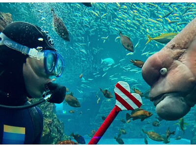 【上越市立水族博物館 うみがたり】開館８周年新規イベント　ダイバー特別解説「コブダイバー！」スタート【２０２６年６月１５日（月）～】