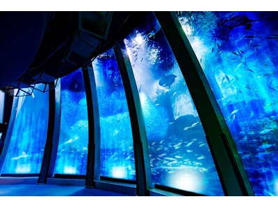 【横浜・八景島シーパラダイス】大水槽のイワシの大群泳が魅せるパフォーマンスがリニューアル　イワシ５万尾の壮大な海中ドラマ　スーパーイワシイリュージョン～輝く群れの奇跡～