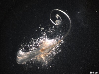 ���̖ѕ��3��ނ̊��זE�ɂ�萶�̊O�Ŕ��̖т��Đ�