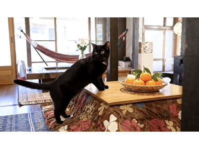 冬でも暖かい南房総で“こたつ・サウナ・鍋”の冬体験を提供。千葉県富津市の里山グランピング施設・和心村が冬...