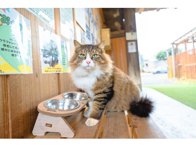 【限定プラン】CS旅チャンネル『新・旅猫ロマン』放映後に問い合わせ急増！千葉・富津の「猫と暮らす古民家グ...